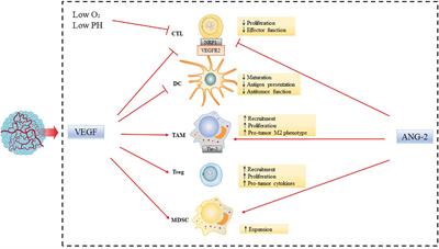 Research advances in mechanism of antiangiogenic therapy combined with immune checkpoint inhibitors for treatment of non-small cell lung cancer